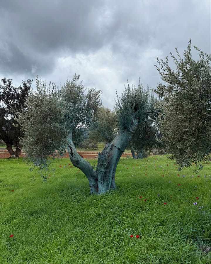 Barbaros Farm