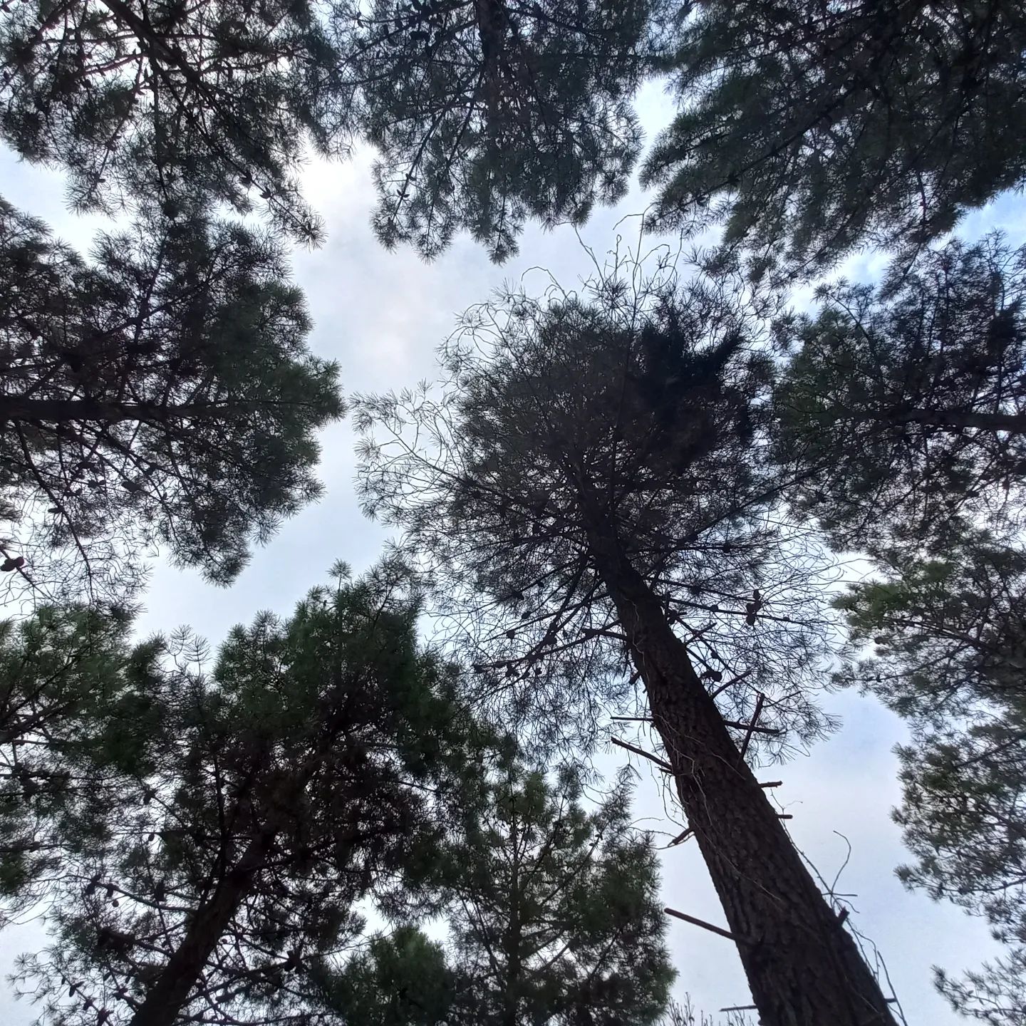 Birbey Piknik Kamp Alanı