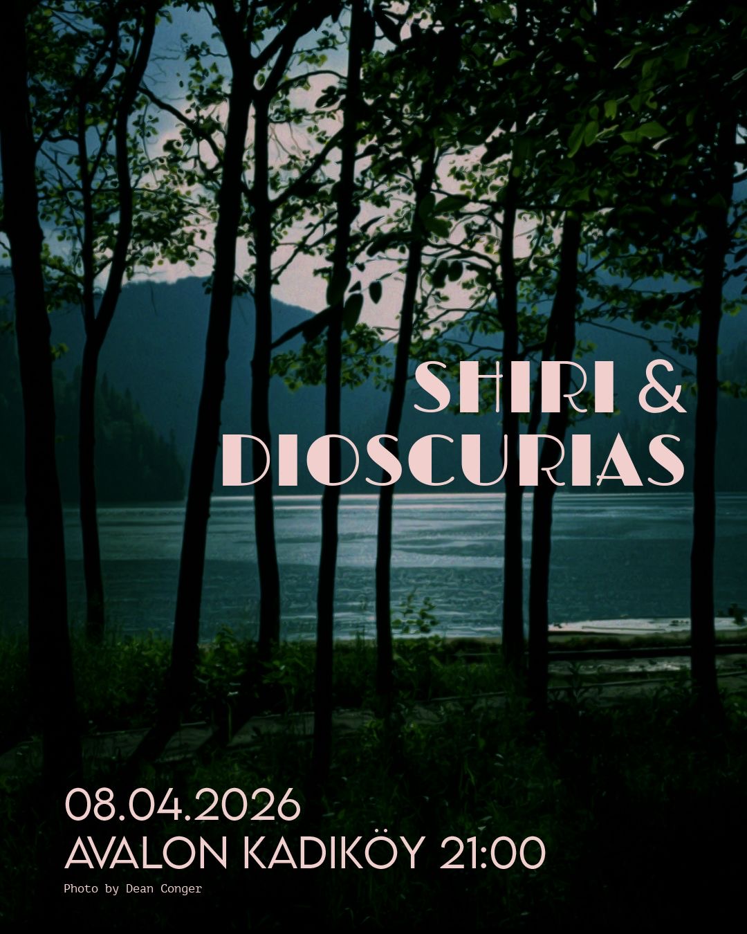 Dioscurias & Shiri
