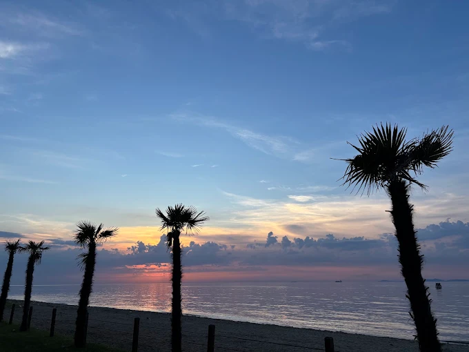 Palm Yalova